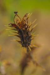 The  beuty of nature , placed in small places