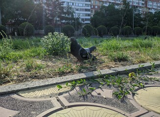 pigeons pigeons walk in the Park