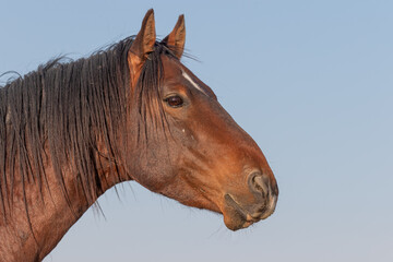 Obraz premium Wild Horse in the Utah Desert in Spring