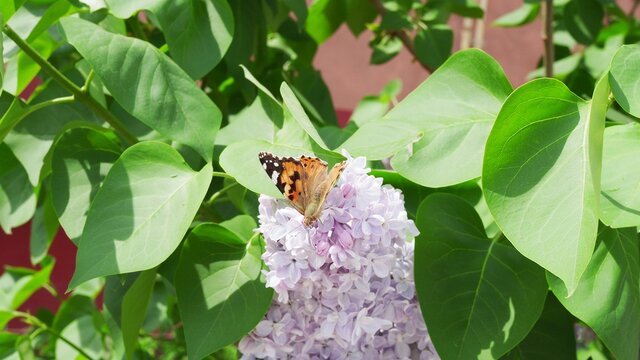 Butterfly Vanessa cardui on lilac flowers. Pollination blooming lilacs. Vanessa cardui