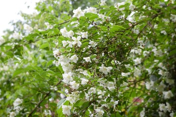 Fototapeta na wymiar Blooming Philadelphus. White flowers in garden