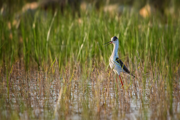 Black-winged Stilt - Himantopus himantopus, beautiful long-legged water bird from European marshes and swamps, Pag island, Croatia.