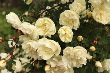 Obraz na płótnie Canvas Abundantly Blooming Garden White Rose