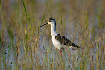 Black-winged Stilt - Himantopus himantopus, beautiful long-legged water bird from European marshes and swamps, Pag island, Croatia.