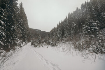 A person cross country skiing in the snow