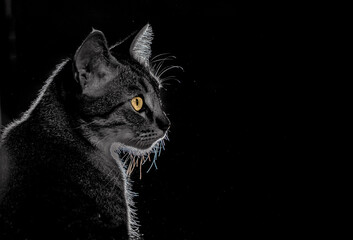 
Cat profile with black background