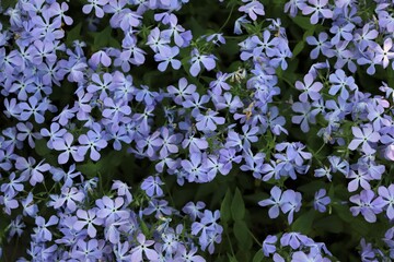 Fototapeta premium Thickets of blue phlox in the garden
