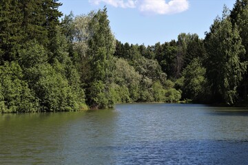 
Forest lake surrounded by trees on a sunny day