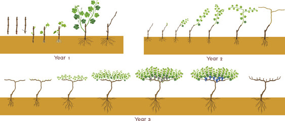 Life cycle of grapevine isolated on white background. Three year grapevine development and ripening stages. Spur pruning © Kazakova Maryia