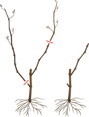 Scheme for pruning grape cuttings at the end of the first year of vegetation