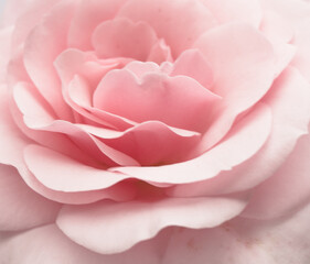 pink rose petals close up  background