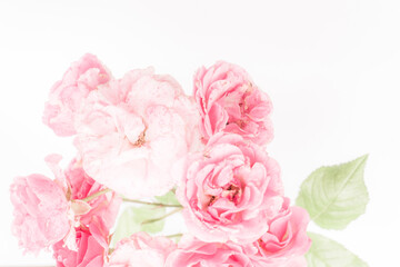 bouquet of pink roses  isolated on white background 