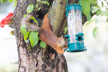 Red squirrel at the feeding trough. Looks at the camera.
