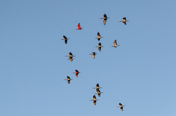 Aves conhecidas como Guará, sobrevoam o céu de Atim, vilarejo nos Lençóis Maranhenses, Brasil