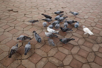 Obraz premium isolated crowd of pigeons on street, city doves eating from street.ANIMALS EATING.