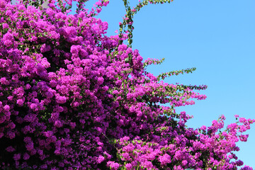 Purple bougainvillea flowers with blue sky