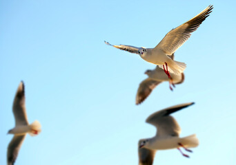 Animal Bird Seagull Flying on Sky