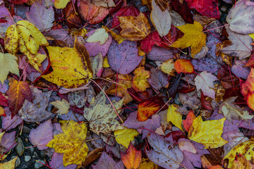 Manto de hojas de colores de otoño caidas en el suelo y mojadas