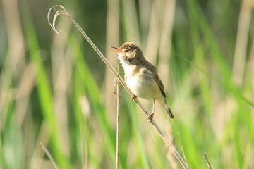 Sumpfrohrsänger (Acrocephalus palustris)