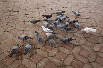 isolated crowd of pigeons on street, city doves eating from street.ANIMALS EATING.