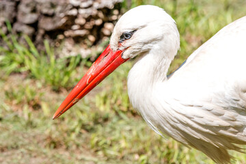 White stork (in german Weißstorch or Klapperstorch) Ciconia ciconia