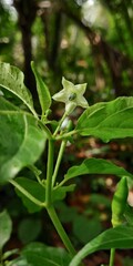 Tabasco pepper flower white with a greenish colour