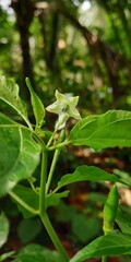 Tabasco pepper flower In Kerala it is called Kantharimulaku