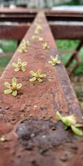 Flowers of a rubber tree falls on a metal surface