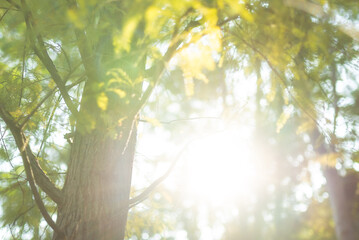 sun shining through the trees