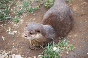 Asian small-clawed otter (in german Zwergotter) Amblonyx cinereus