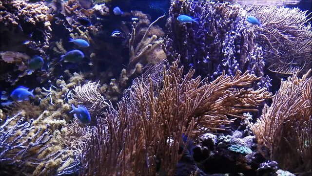aquarium world with corals 

