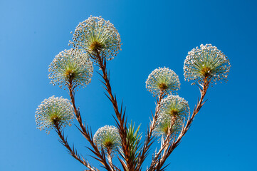 Fototapeta premium Flores do cerrado brasileiro, encontradas na Chapada dos Veadeiros, conhecidas popularmente pelo nome de 