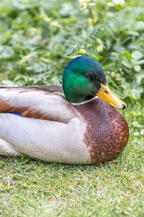 Male Mallard, wild duck (Stockente, Anas platyrhynchos)