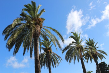 Fototapeta na wymiar Copas de palmeras con el cielo azul de fondo