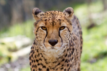 cheetah portrait close up 