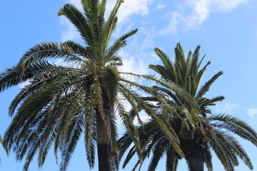 Fototapeta na wymiar Palm tree tops with blue sky. A very tropical and summery image