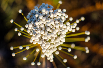 Flor da região do Cerrado brasileiro, conhecida popularmente como 