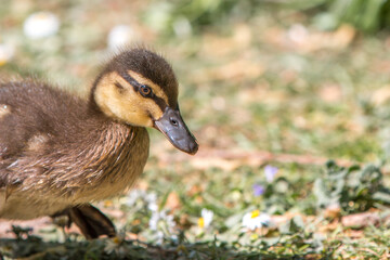Mallard chick wild duck (Stockente, Anas platyrhynchos)
