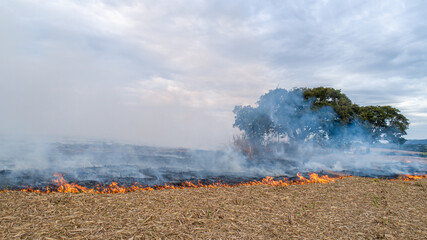 Dry grass burns, natural disaster. Aerial view. A large burnt field covered in black soot. Great smoke from burning places. Brazil. Sugar cane plantation.