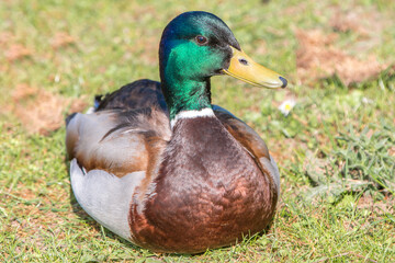 Male Mallard, wild duck (Stockente, Anas platyrhynchos)