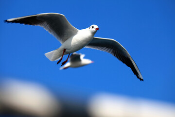 Animal Bird Seagull Flying on Sky