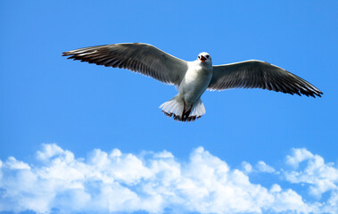 Animal Bird Seagull Flying on Sky