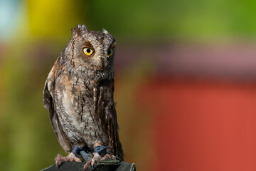 Portrait einer Eule.