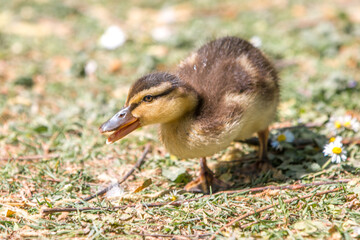Mallard chick wild duck (Stockente, Anas platyrhynchos)