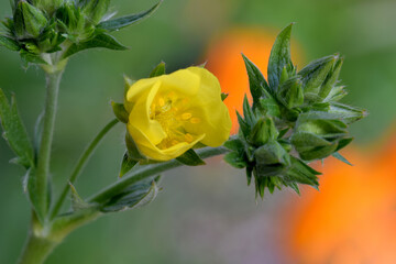 Yellow Cinquefoil Bud 02