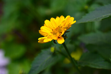 Beautiful yellow flower from the Aster green in the summer