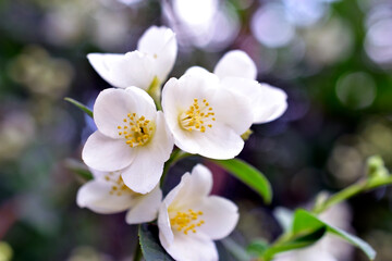 Fototapeta na wymiar White Jasmine flowers on a green Bush in summer