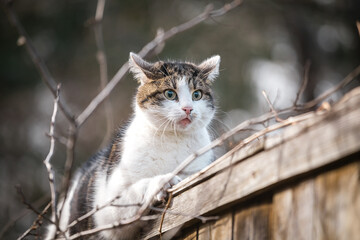 Naklejka na ściany i meble Scared cat on the fence