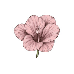 Pink freesia flower 300 dpi digital art