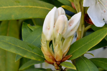 Rhododendron Bud White 01